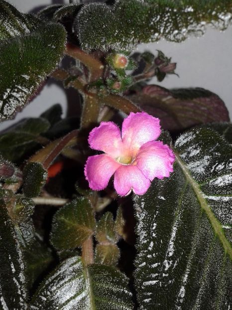 Pinkiscia - EPISCIA