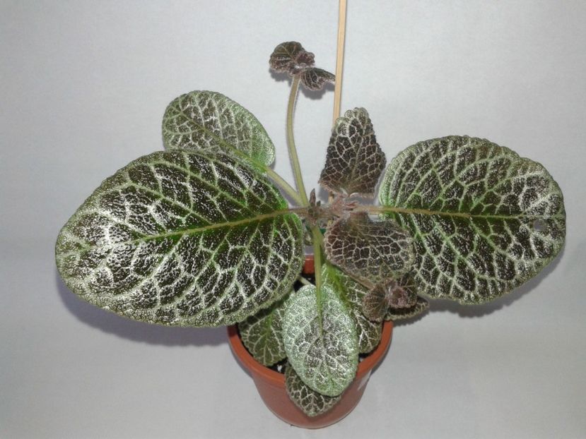 Tiger Stripe - EPISCIA