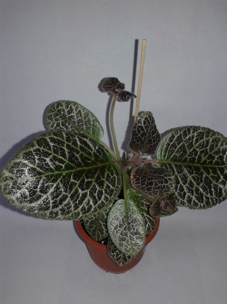 Tiger Stripe - EPISCIA