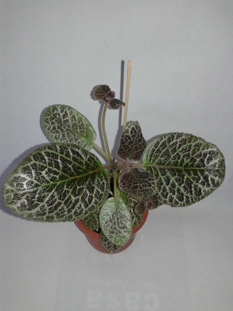 Tiger Stripe - EPISCIA