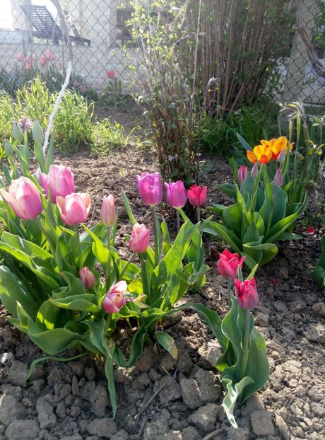 19 aprilie - gradina 2018