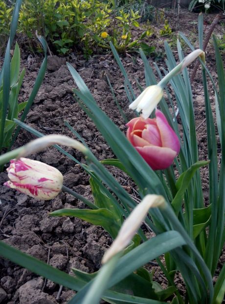 19 aprilie - gradina 2018