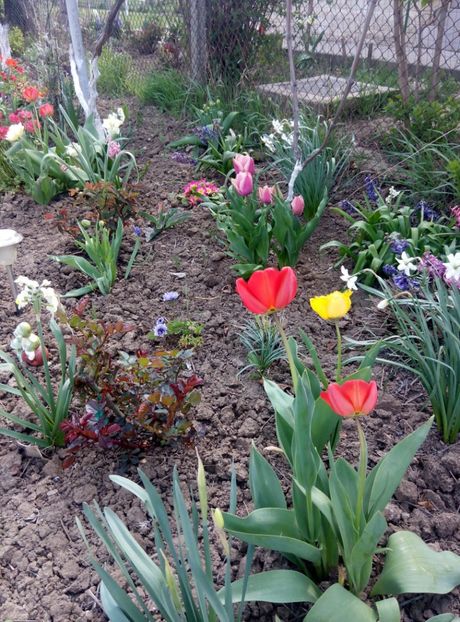 19 aprilie - gradina 2018