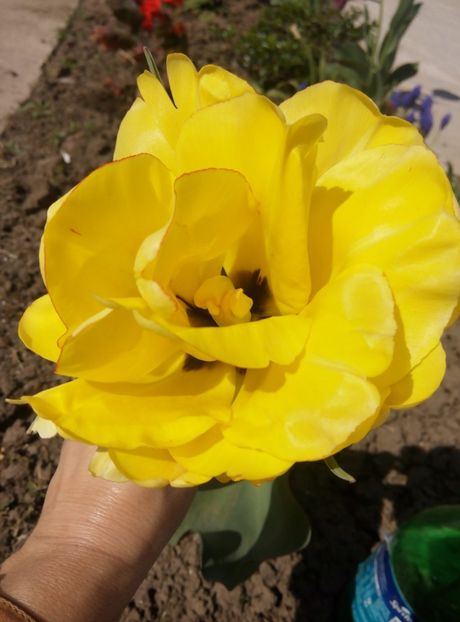 19 aprilie - gradina 2018