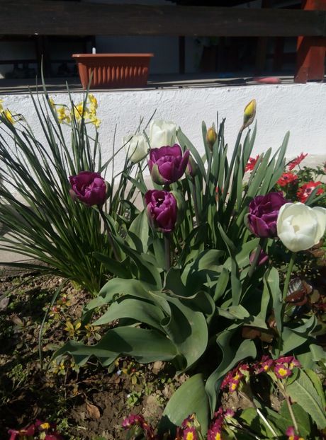 19 aprilie - gradina 2018