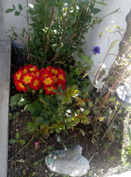 19 aprilie - gradina 2018