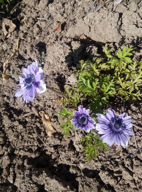 19 aprilie - gradina 2018