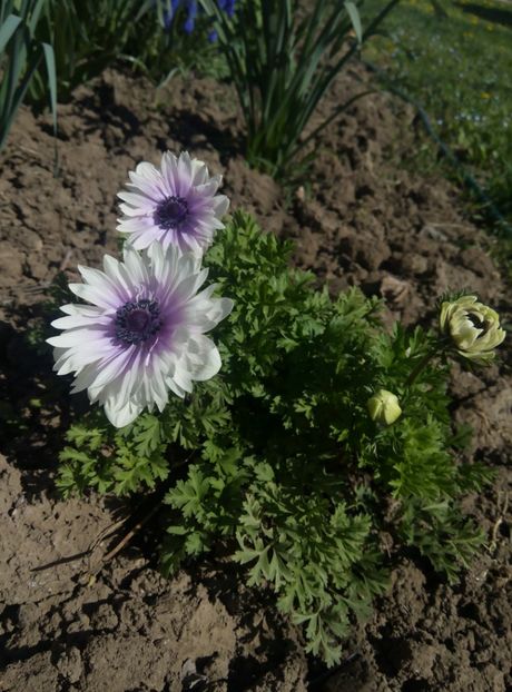 19 aprilie - gradina 2018