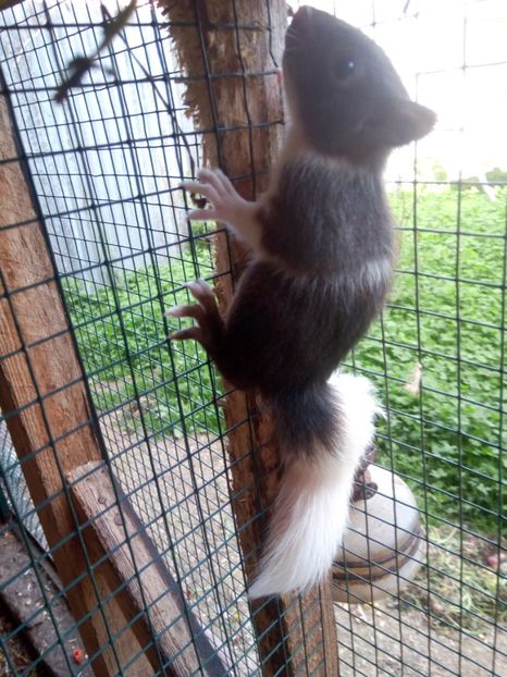  - veverite autohtone