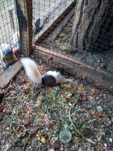  - veverite autohtone