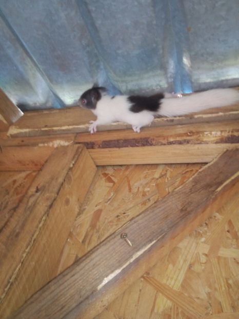 Au crescut juniorii - veverite autohtone