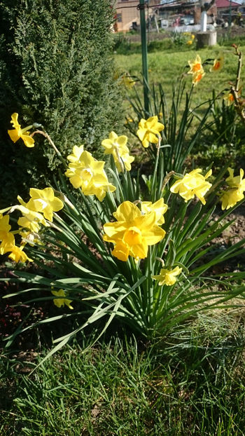  - Gradina primavara 2018