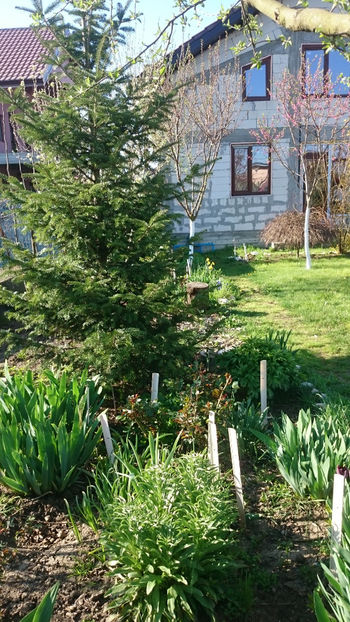  - Gradina primavara 2018
