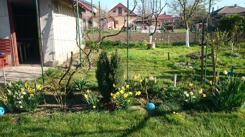 - Gradina primavara 2018