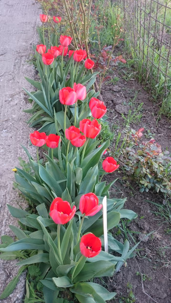  - Gradina primavara 2018