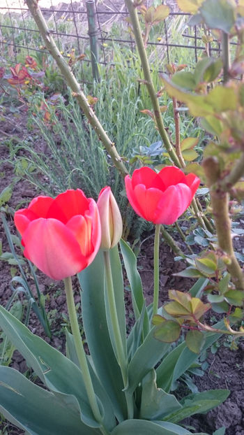  - Gradina primavara 2018