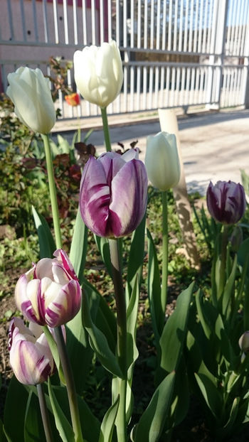  - Gradina primavara 2018