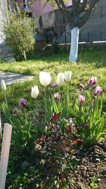  - Gradina primavara 2018