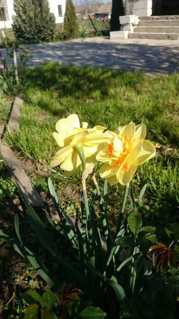 ultim 130 - Gradina primavara 2018