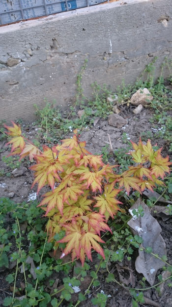  - Gradina primavara 2018