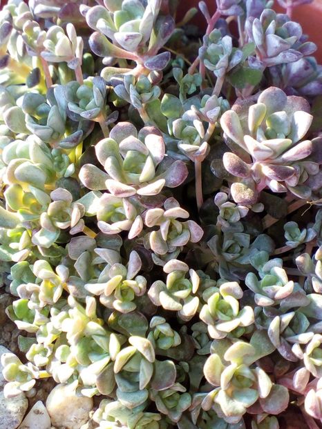  - curtea cu toate cele 2018