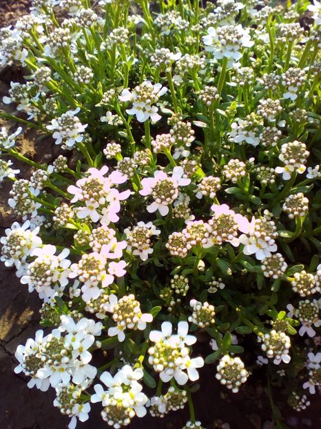  - curtea cu toate cele 2018