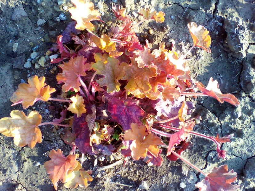  - curtea cu toate cele 2018