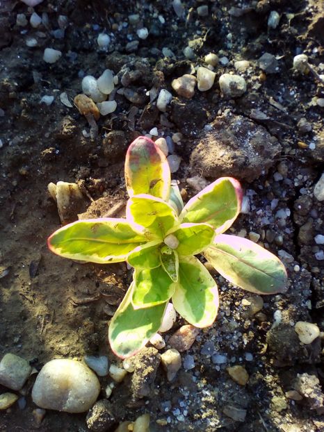  - curtea cu toate cele 2018