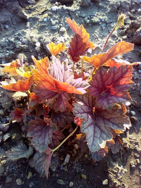  - curtea cu toate cele 2018