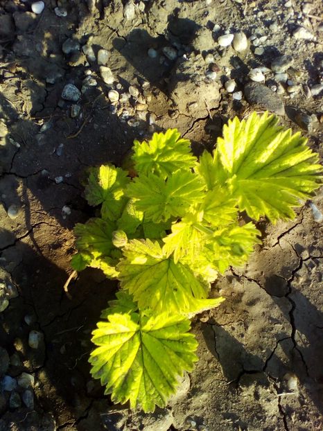  - curtea cu toate cele 2018