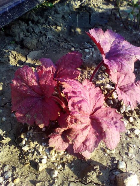  - curtea cu toate cele 2018