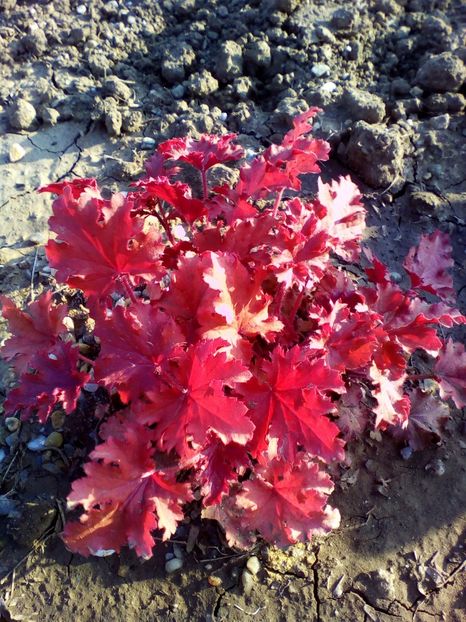  - curtea cu toate cele 2018