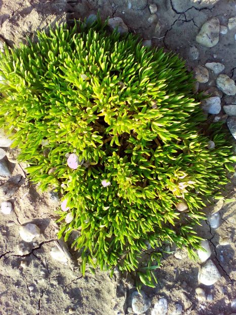  - curtea cu toate cele 2018