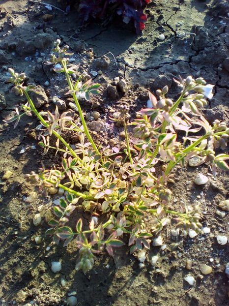  - curtea cu toate cele 2018