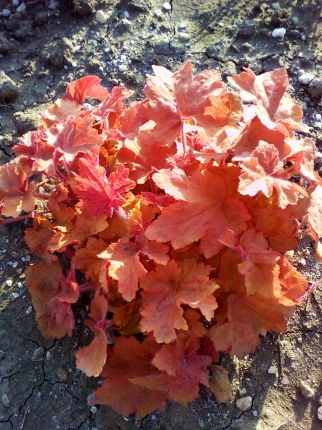  - curtea cu toate cele 2018