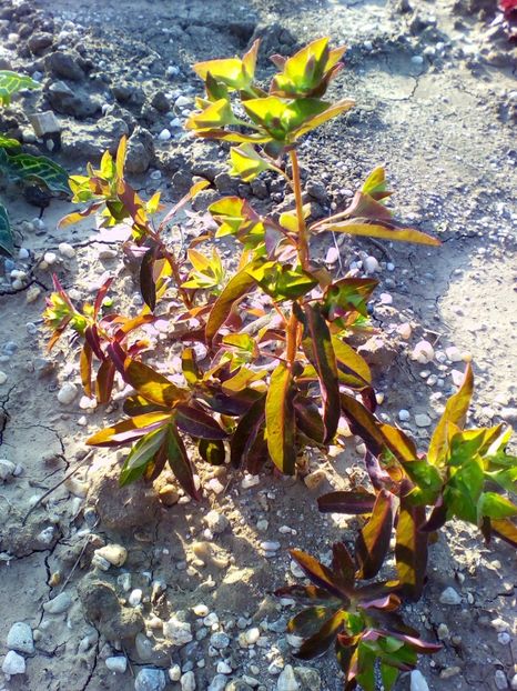  - curtea cu toate cele 2018