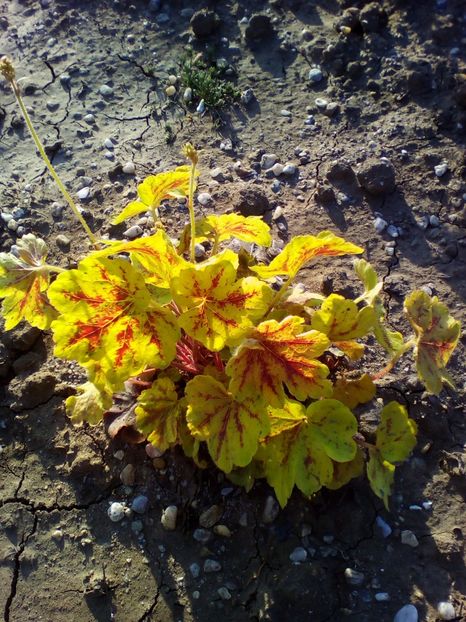  - curtea cu toate cele 2018