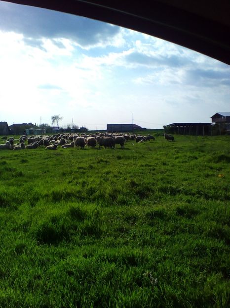  - curtea cu toate cele 2018