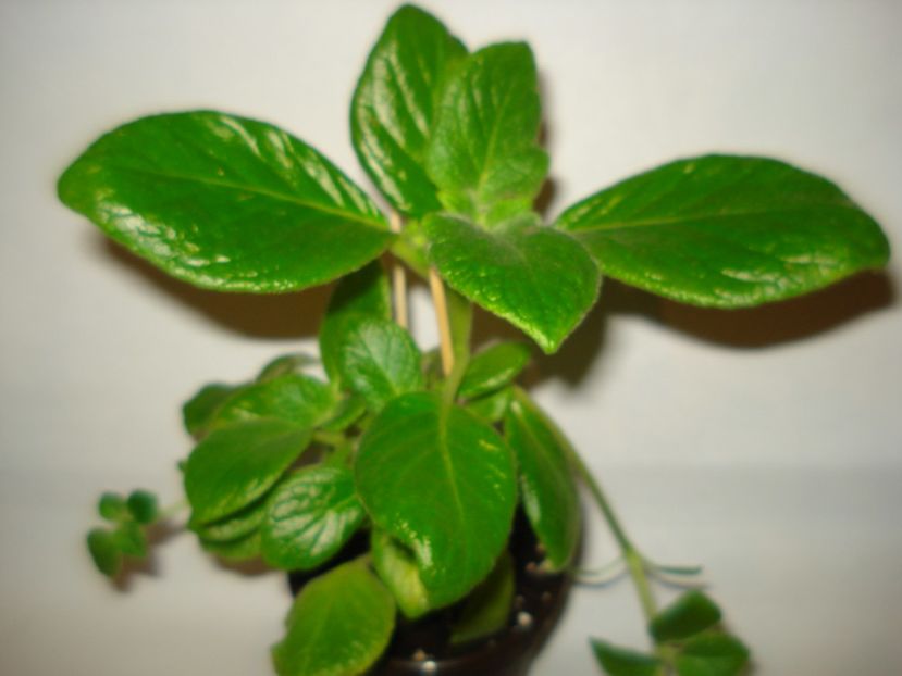 Tropical Topas - EPISCIA