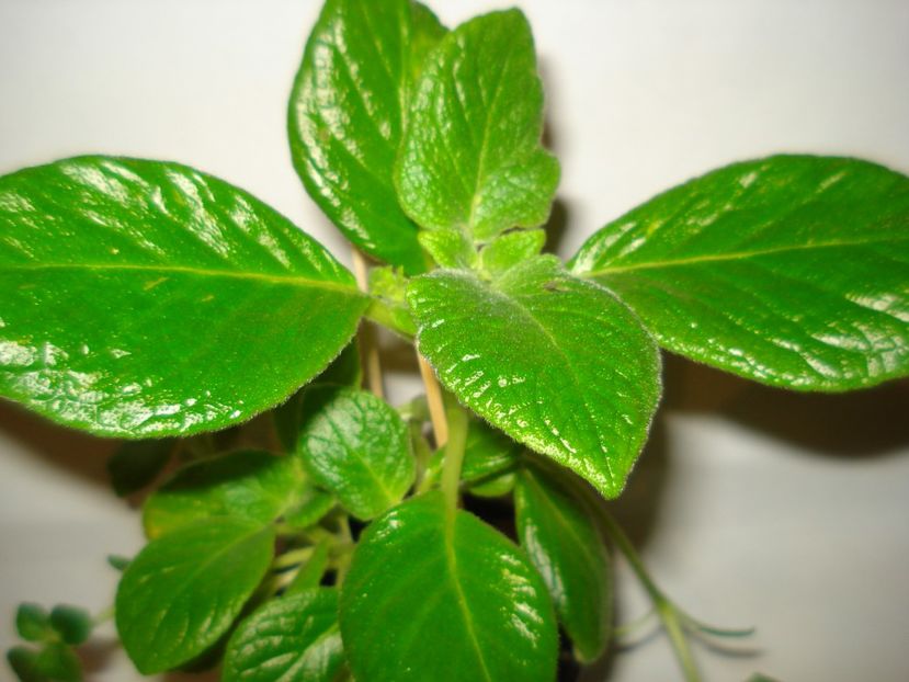 Tropical Topas - EPISCIA