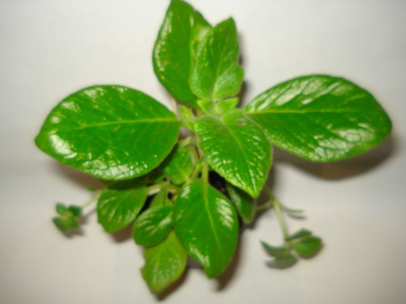 Tropical Topas - EPISCIA