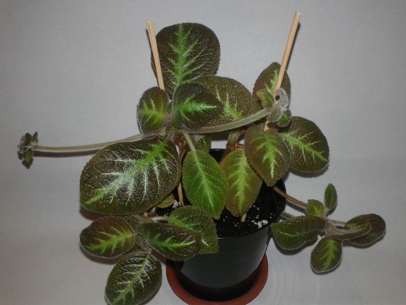 Jim's Canadian Sunset - EPISCIA