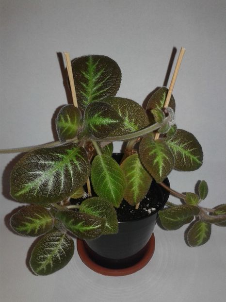 Jim's Canadian Sunset - EPISCIA