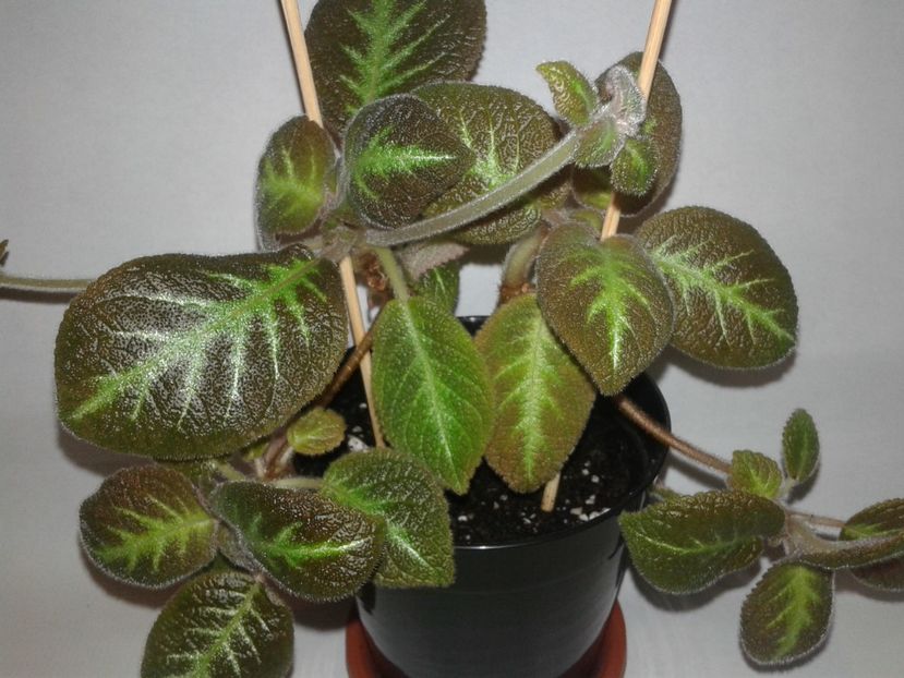 Jim's Canadian Sunset - EPISCIA
