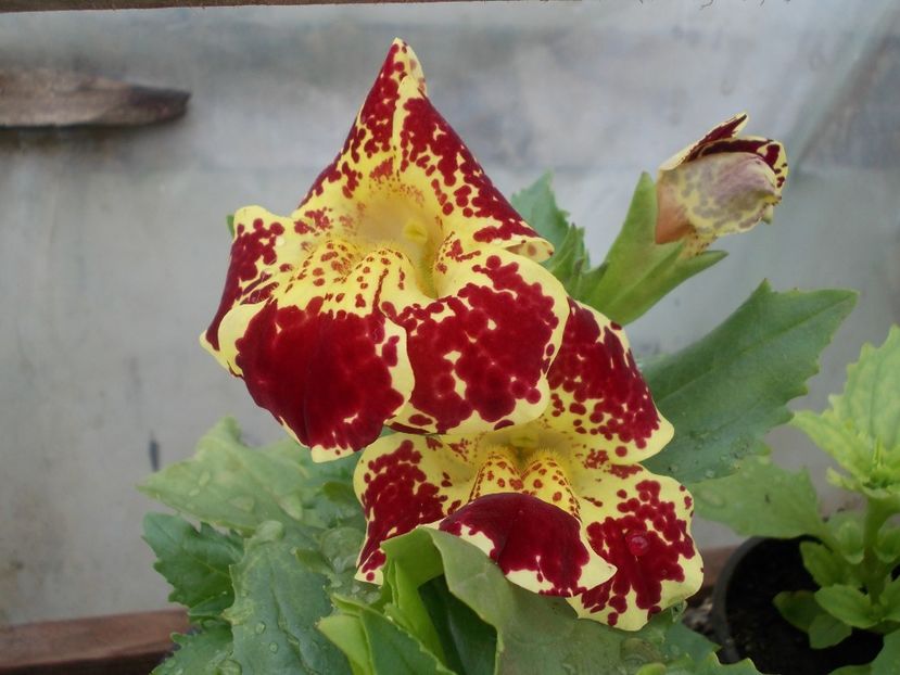  - Mimulus