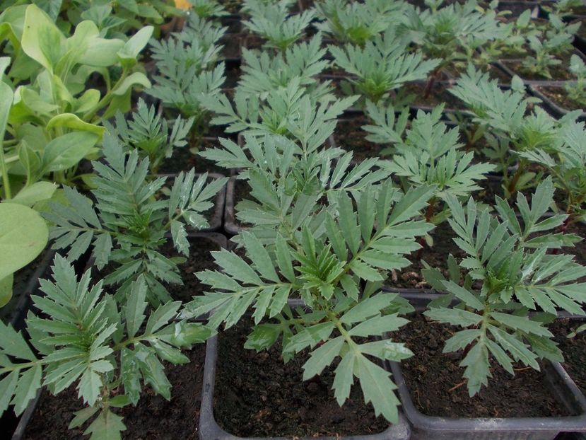 Craite - Rasaduri De Flori