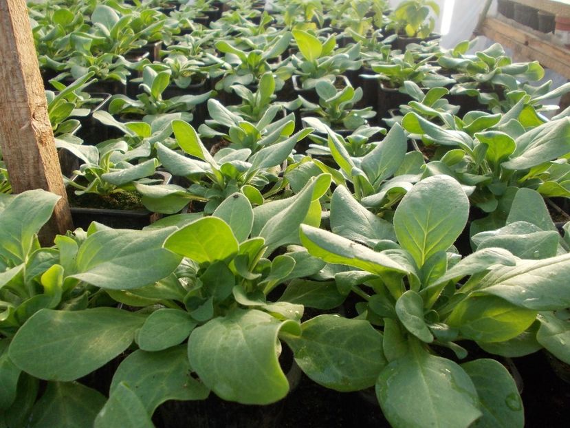 Petunii - Rasaduri De Flori