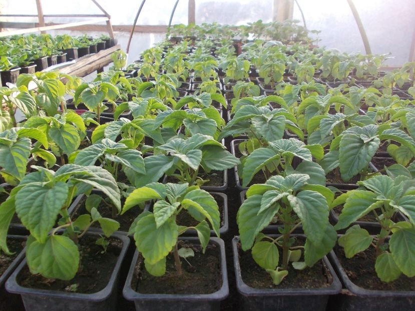 Salvia - Rasaduri De Flori