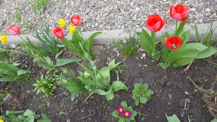  - Flori grădină primăvara 2018