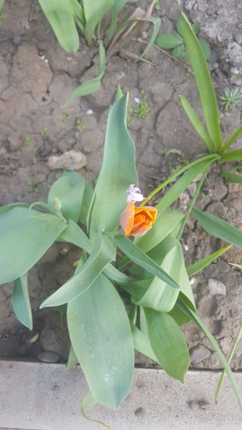  - Flori grădină primăvara 2018